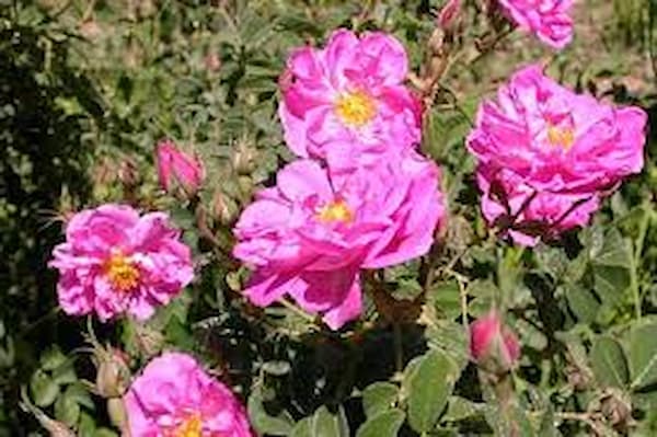 تصویر 5 از قیمت گل محمدی اصل با کیفیت ارزان + خرید عمده